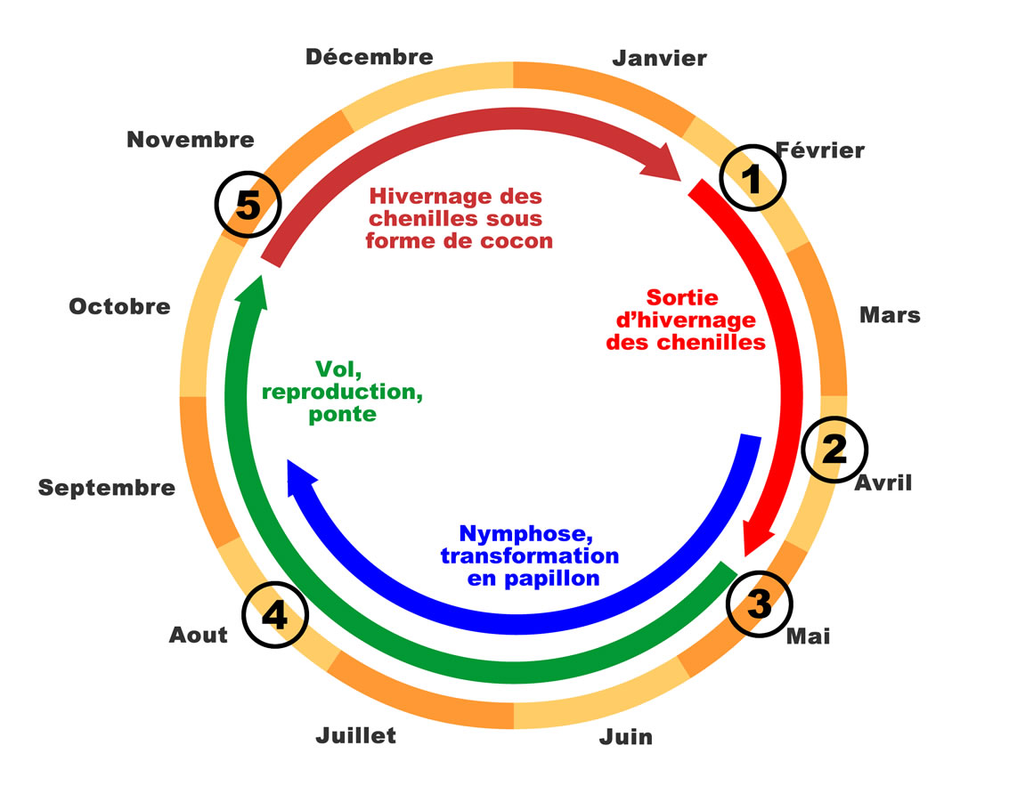 Quel est le cycle de la pyrale du buis ?